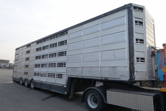 Semirremolque transporte de ganado Pezzaioli SBA32/G , 5 Stock , Viehtransporter  , Tränkeranlage,: foto 5