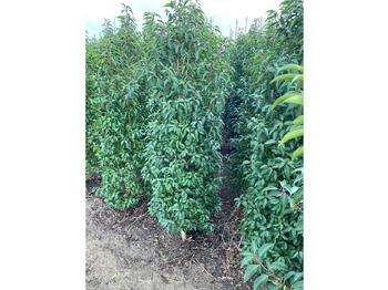 Maquinaria de jardinería Portugese Laurier (ca. 160-180cm): foto 5