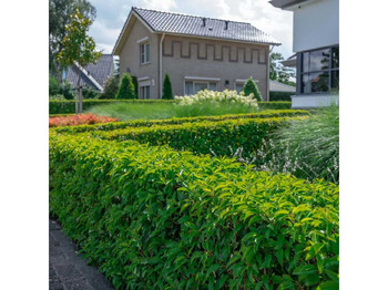 Maquinaria de jardinería Portugese Laurier (ca. 160-180cm): foto 2