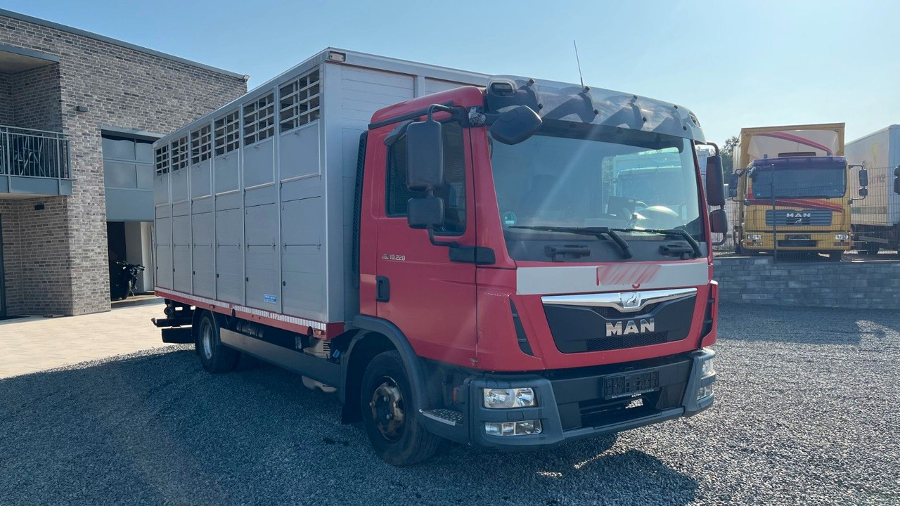 MAN TGL 10.220 Viehtransporter Rampe Trennwände - Camión para caballos: foto 3 MAN TGL 10.220 Viehtransporter Rampe Trennwände - Camión para caballos: foto 3