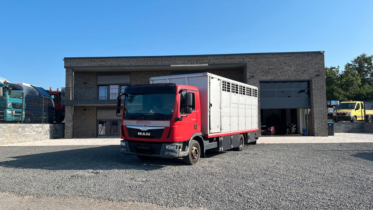 MAN TGL 10.220 Viehtransporter Rampe Trennwände - Camión para caballos: foto 1 MAN TGL 10.220 Viehtransporter Rampe Trennwände - Camión para caballos: foto 1