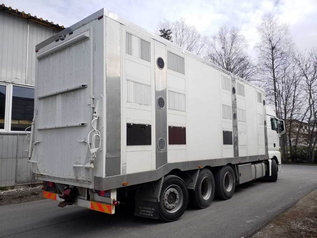 MAN TGX 35.540 8X4 TRIDEM ANIMAL - Camión transporte de ganado: foto 3 MAN TGX 35.540 8X4 TRIDEM ANIMAL - Camión transporte de ganado: foto 3