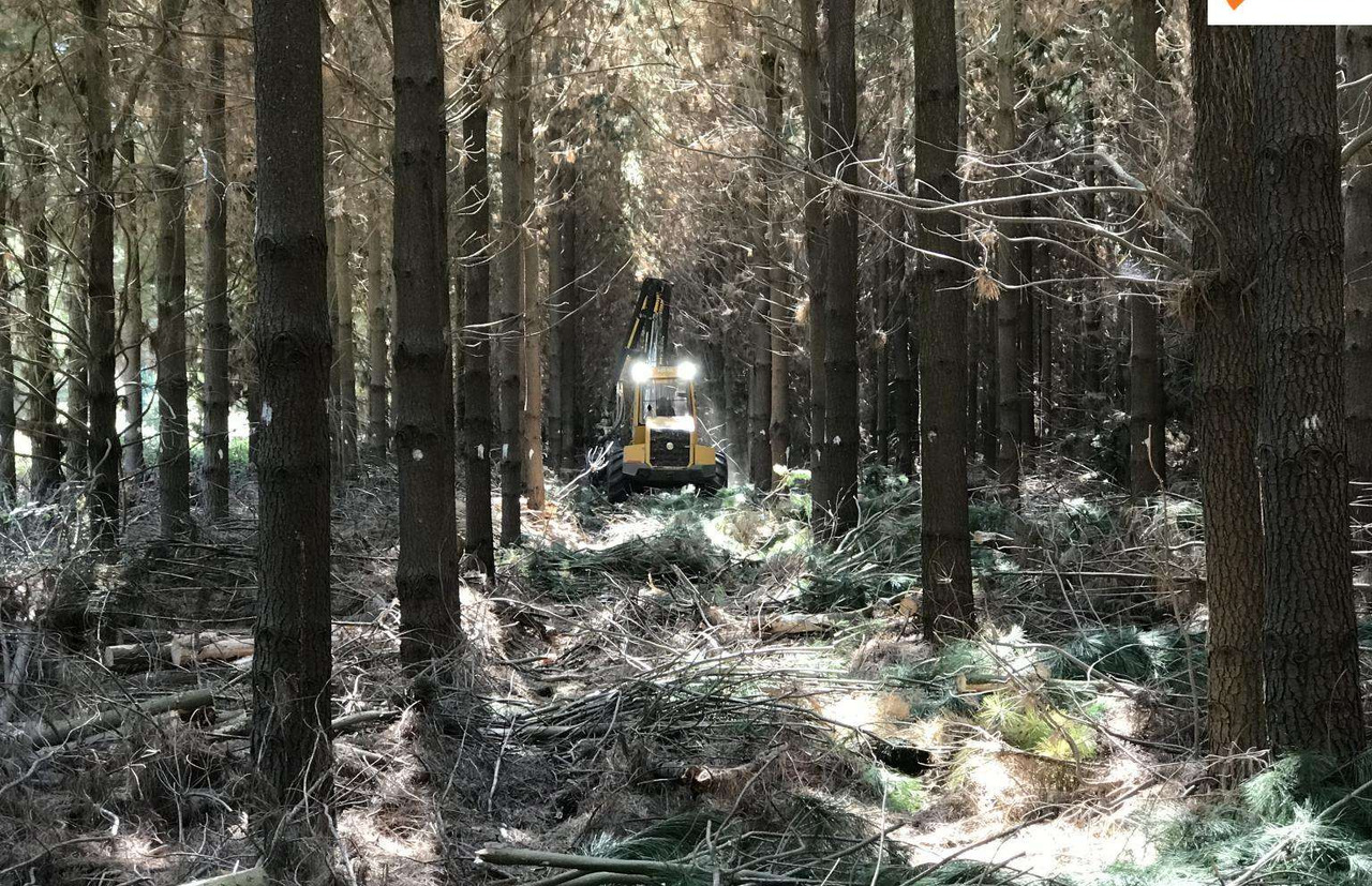 Procesadora forestal nuevo SAMPO ROSENLEW HR46X: foto 10