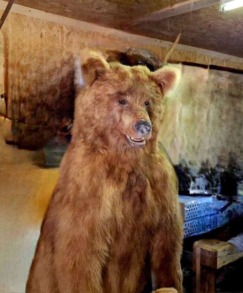 Herramienta/ Equipo Imponerende utstoppet brunbjørn – helfigur preparert av Zoo Prep T. Karlsen: foto 1
