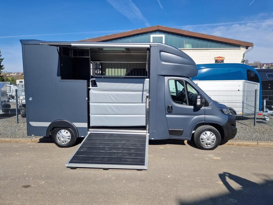 Leasing de  MSG Stablehopper Pferdetransporter Pferdeanhänger Böckmann MSG Stablehopper Pferdetransporter Pferdeanhänger Böckmann: foto 10